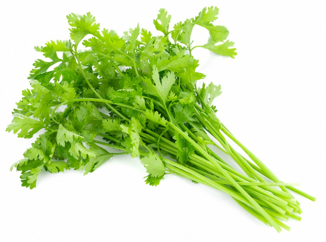 VERDULERIA - CILANTRO